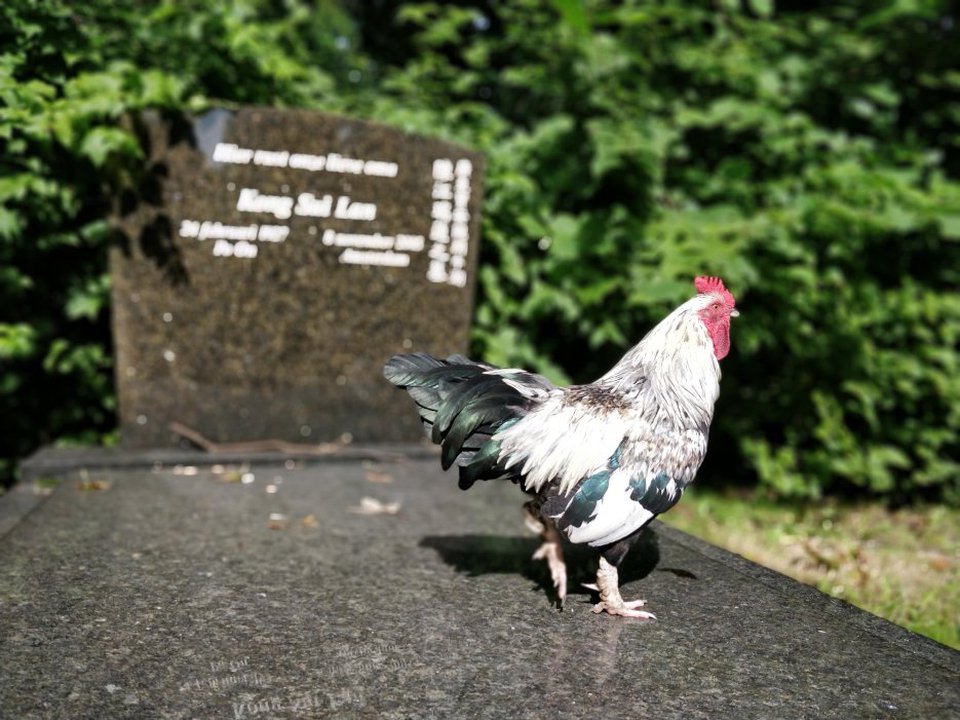 Chicken in the graveyard, 2019