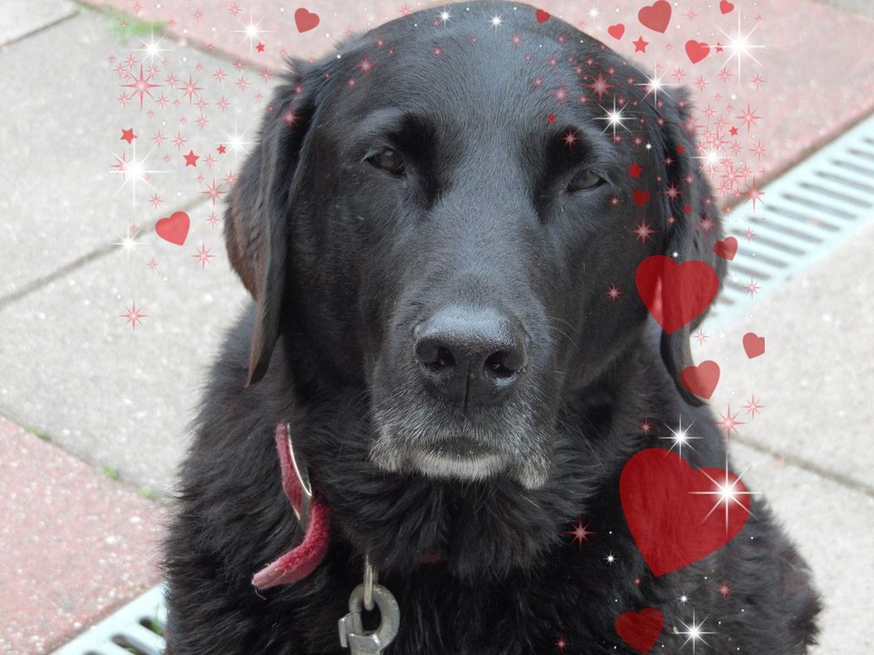 Onze lieve Shaggie